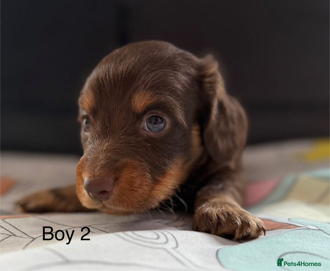 Dachshund dogs for sale: 3 beautiful long hair daschund puppies - Image 6