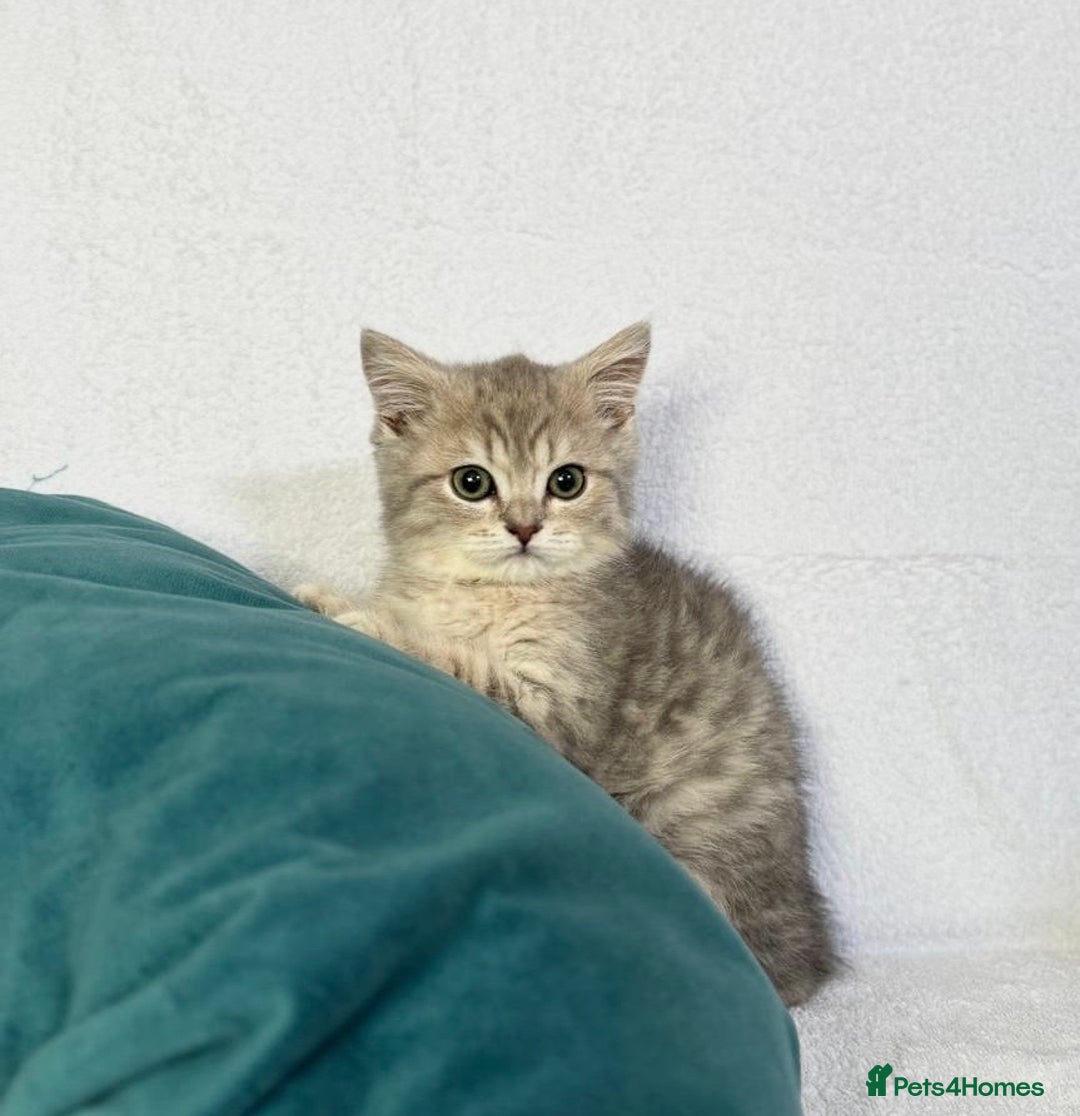 British Shorthair cats for sale: 🐾 Purebred BSH kittens🐾 - Image 9