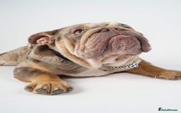 English Bulldog dogs for stud: Teddy bear 🧸 English bulldog stud in Newcastle upon Tyne - Image 8