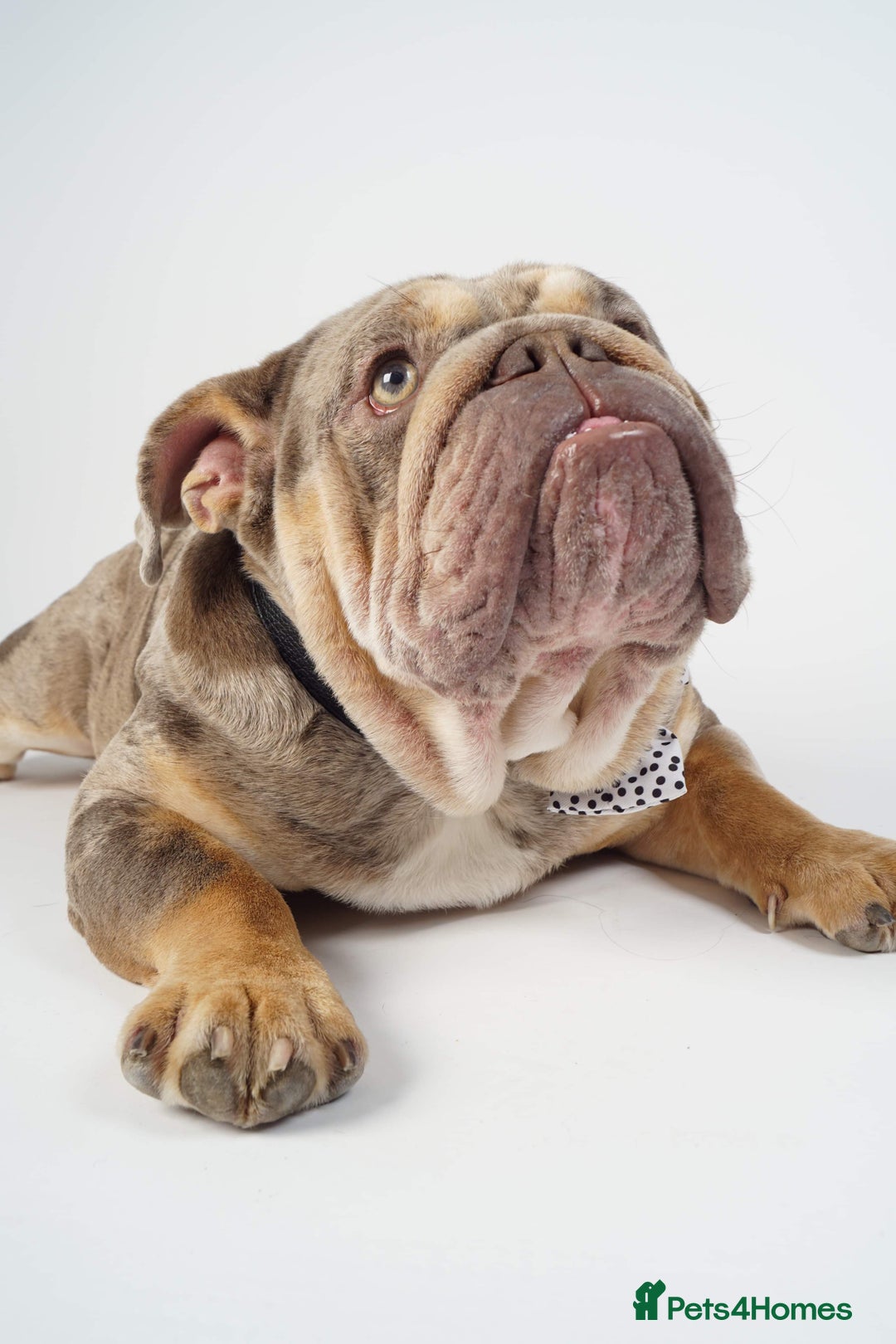 English Bulldog dogs for stud: Teddy bear 🧸 English bulldog stud in Newcastle upon Tyne - Image 8