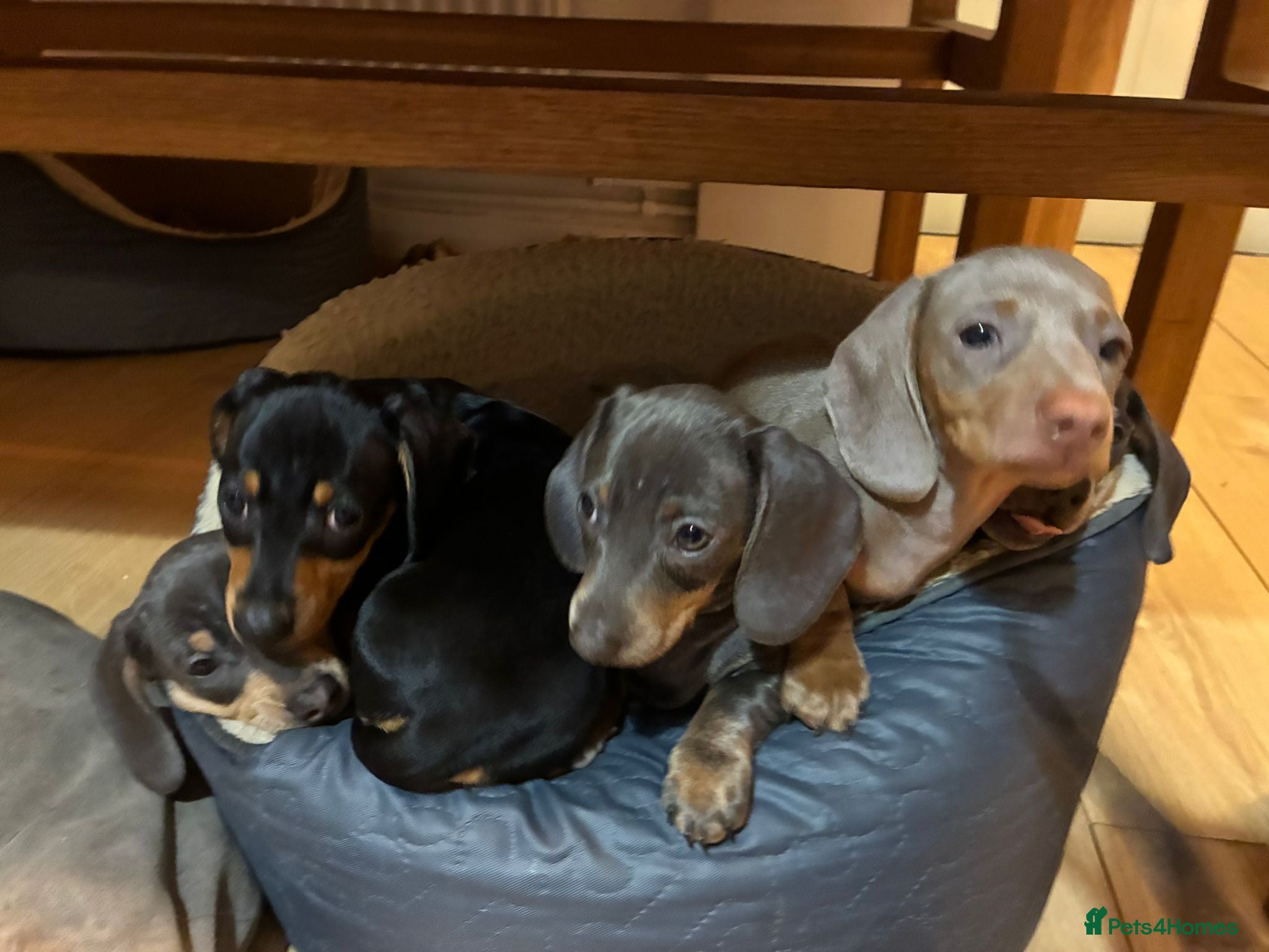 Miniature Dachshund dogs Miniature Daschund puppies - gorgeous! in Woodbridge - Advert 5