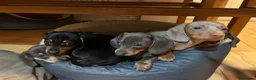 Miniature Dachshund dogs for sale: Miniature Daschund puppies - gorgeous! in Woodbridge - Advert 1