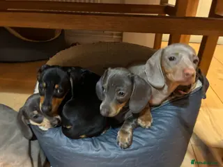Miniature Dachshund dogs Miniature Daschund puppies - gorgeous! in Woodbridge - Advert 5