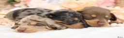 Miniature Dachshund dogs for sale: KC Miniature Dachshund Puppies - Advert 2