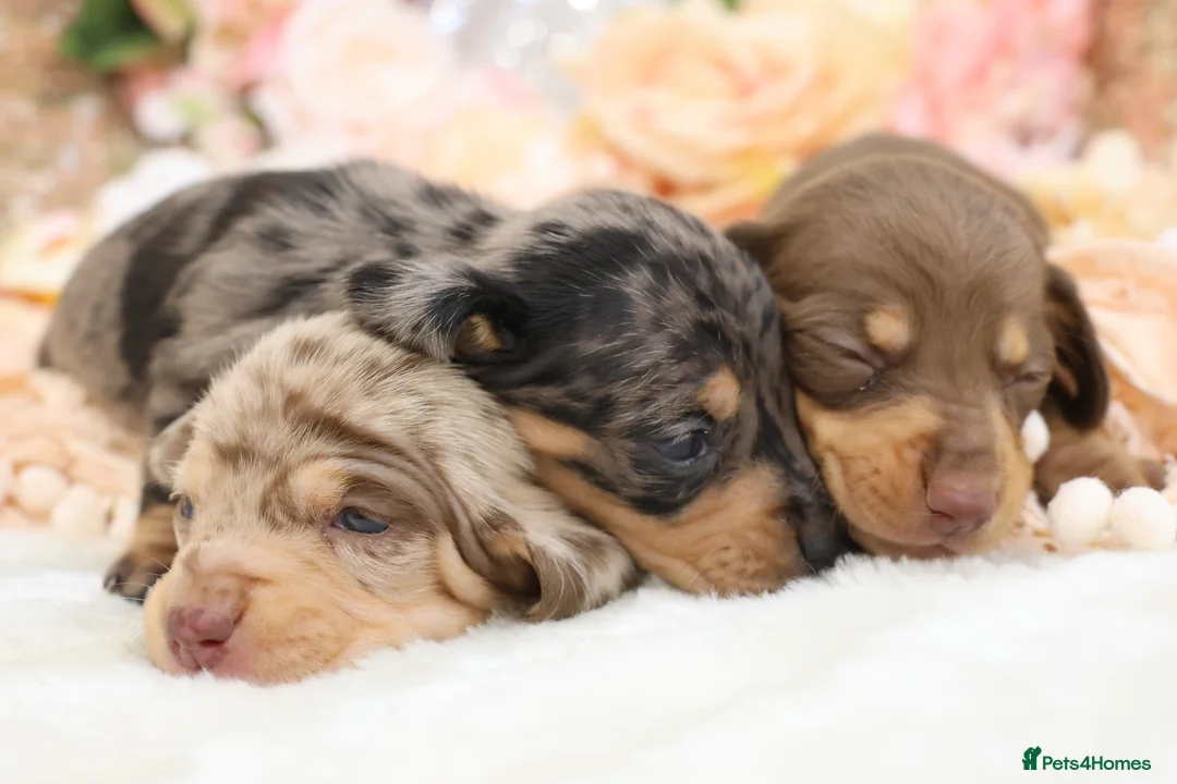 Miniature Dachshund dogs for sale: KC Miniature Dachshund Puppies - Advert 2