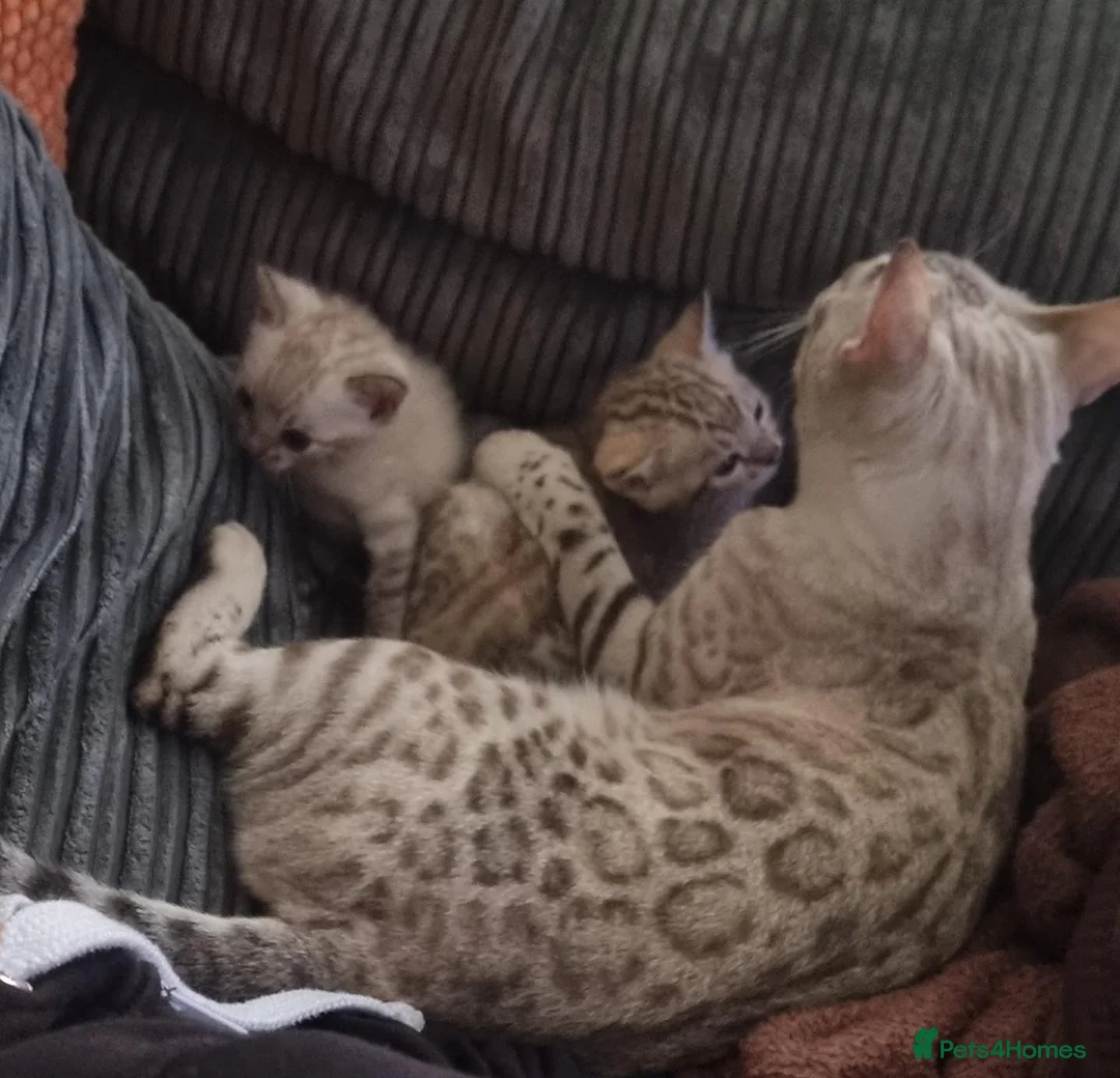 Bengal cats for sale: TICA Purebred rosetted Bengal Kittens - Advert 2