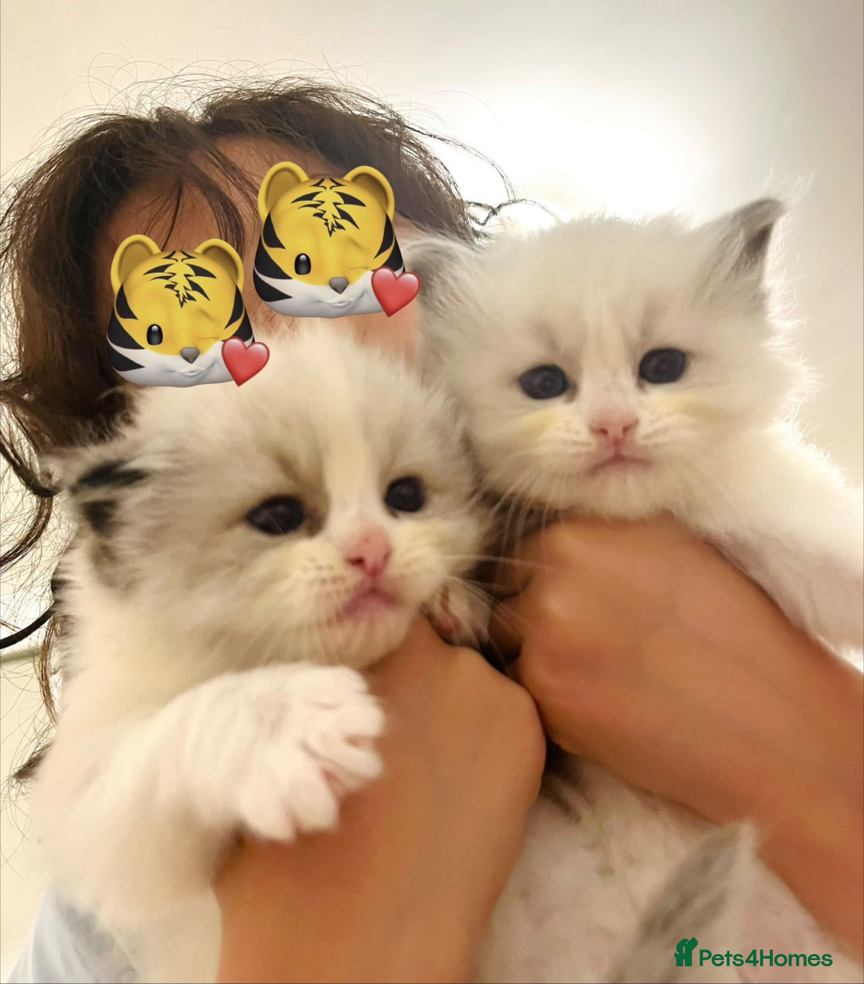 Ragdoll cats GCCF registered Ragdoll kitten  - Advert 4
