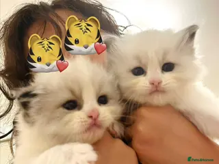 Ragdoll cats GCCF registered Ragdoll kitten - Advert 4