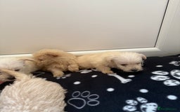 West Highland Terrier dogs for sale: DNA health tested Westie-poos  - Image 36