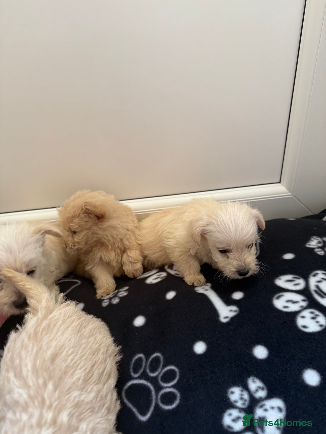 West Highland Terrier dogs for sale: DNA health tested Westie-poos  - Image 36