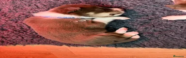 Border Collie 4