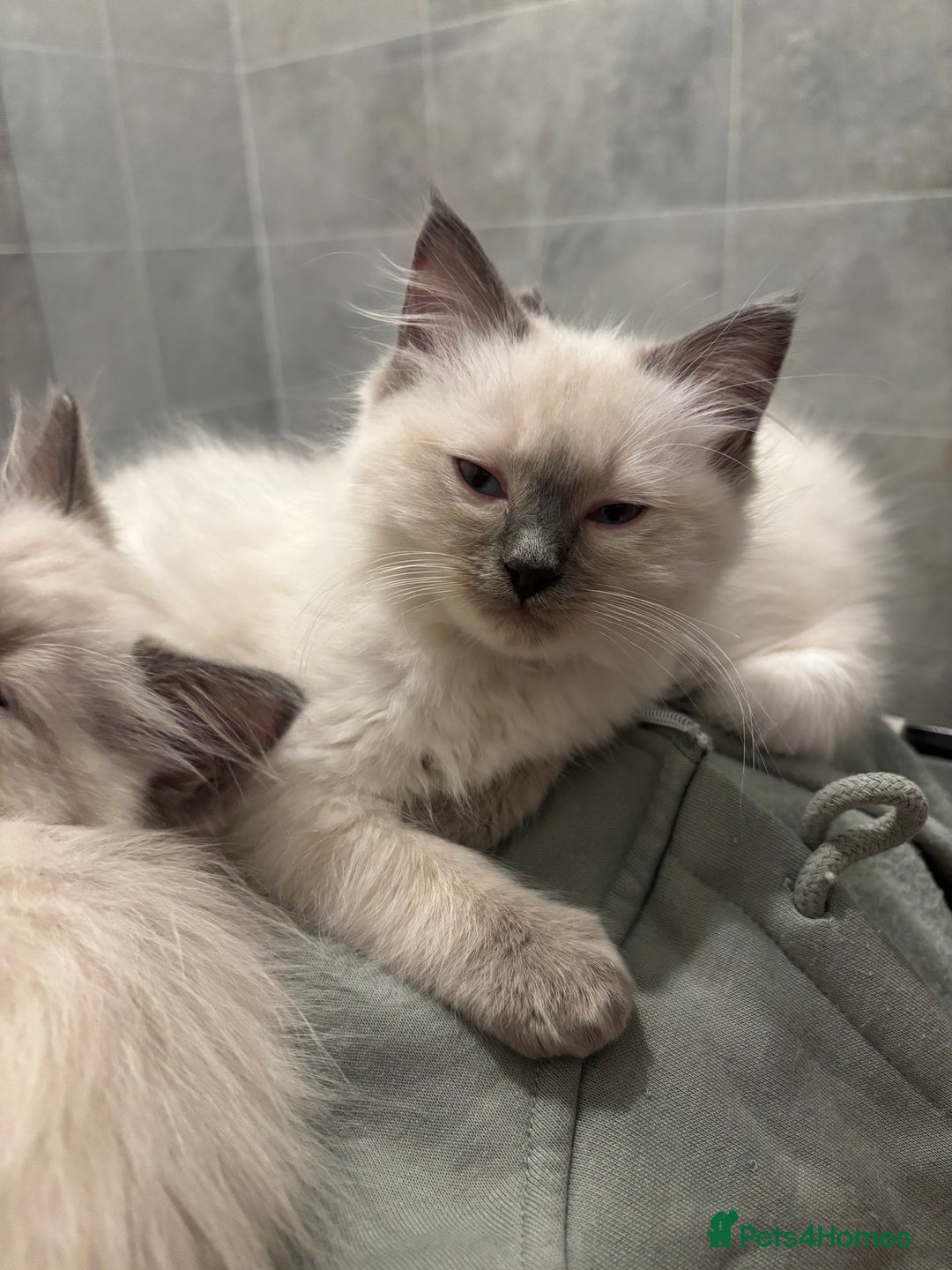 Ragdoll cats for sale: Gorgeous Ragdoll Kittens- Last girl left - Advert 4