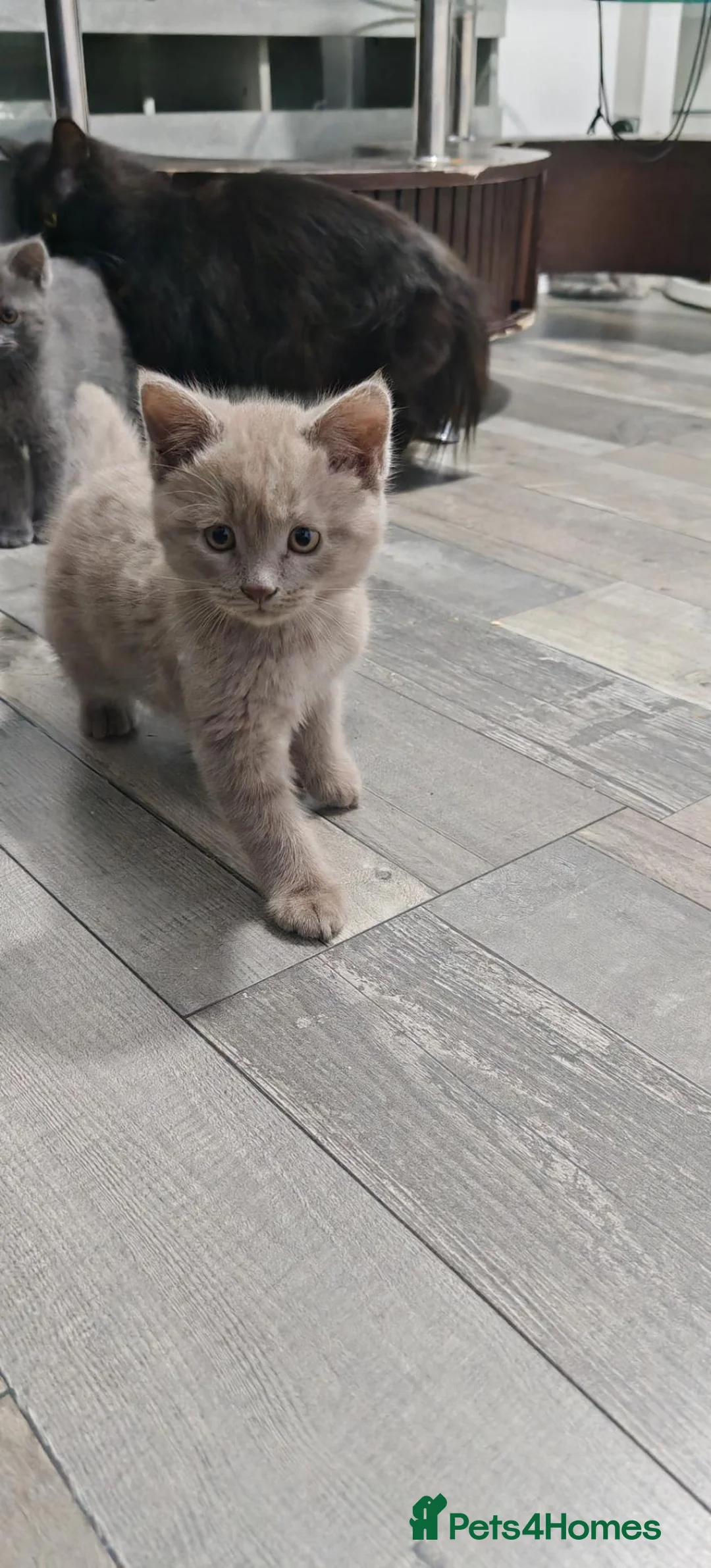 Mixed Breed cats for sale: Adorable Kittens –Ready for Their Forever Homes 🐾 - Advert 2
