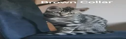 Bengal cats for sale:  Silver, Snow & brown Spotted Bengal Kittens - Advert 15