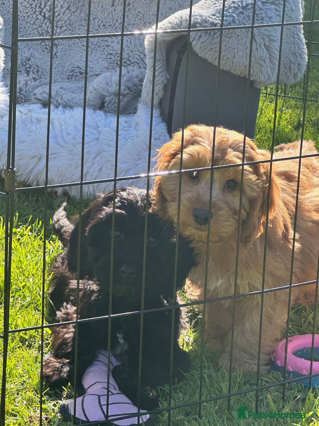 Cockapoo dogs for sale: Cockapoo babies  - Image 8