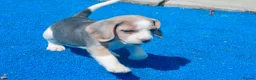 Beagle dogs for sale: STUNNING KENNEL CLUB REG BEAGLE PUPPIES - Advert 4