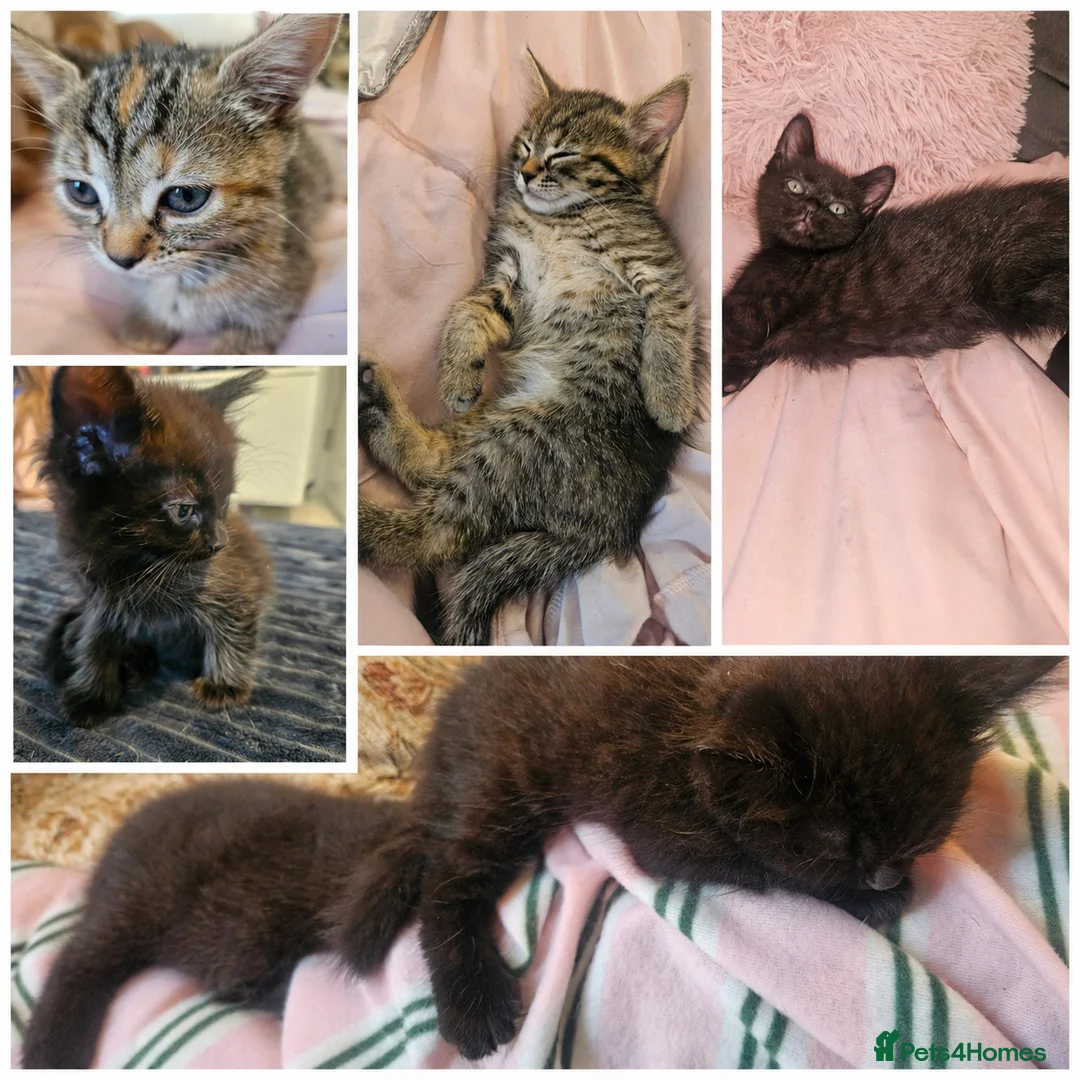 Mixed Breed cats for sale: 5 beautiful kittens  in Hemel Hempstead - Advert 1