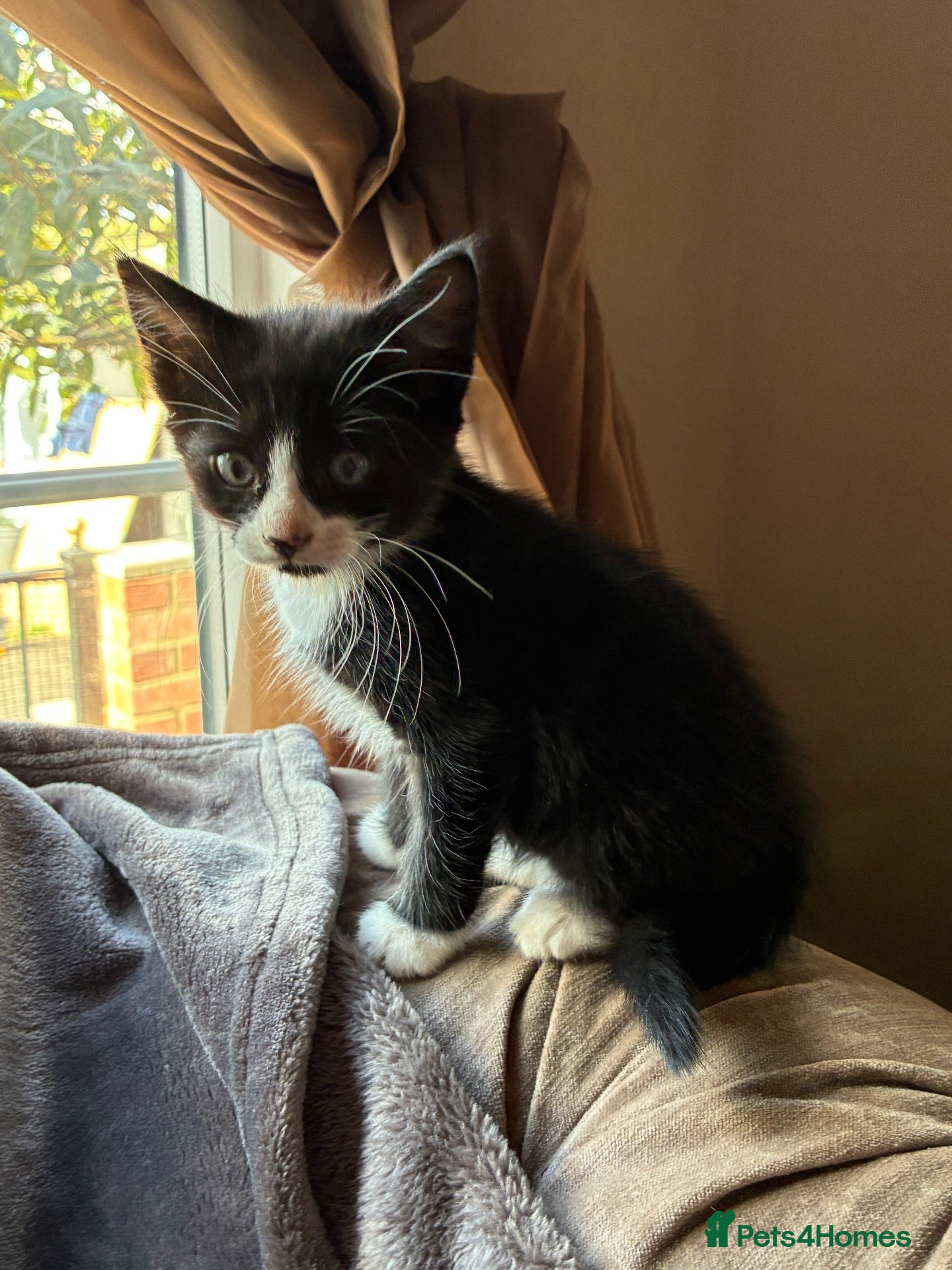 Mixed Breed cats READY NOW Beautiful little kittens  - Advert 21