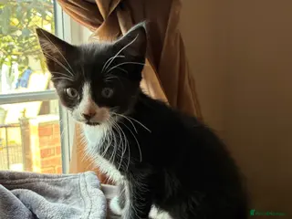 Mixed Breed cats READY NOW Beautiful little kittens - Advert 2