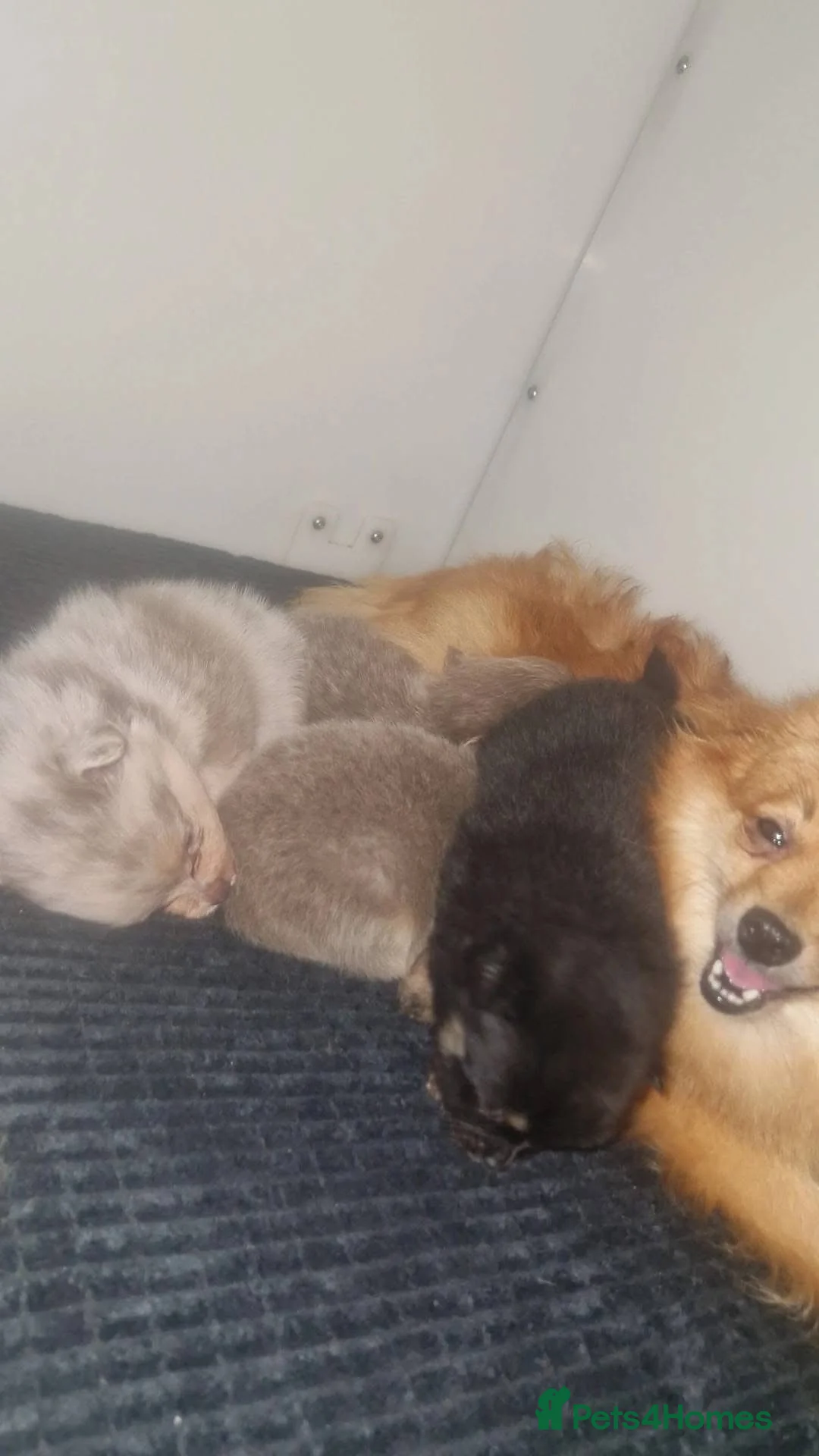 Pomeranian dogs for sale: Merle Pomeranian pup - Advert 2