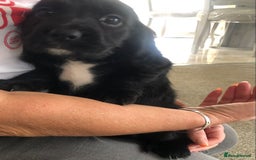 Cocker Spaniel dogs for sale: Cocker spaniels  - Image 6