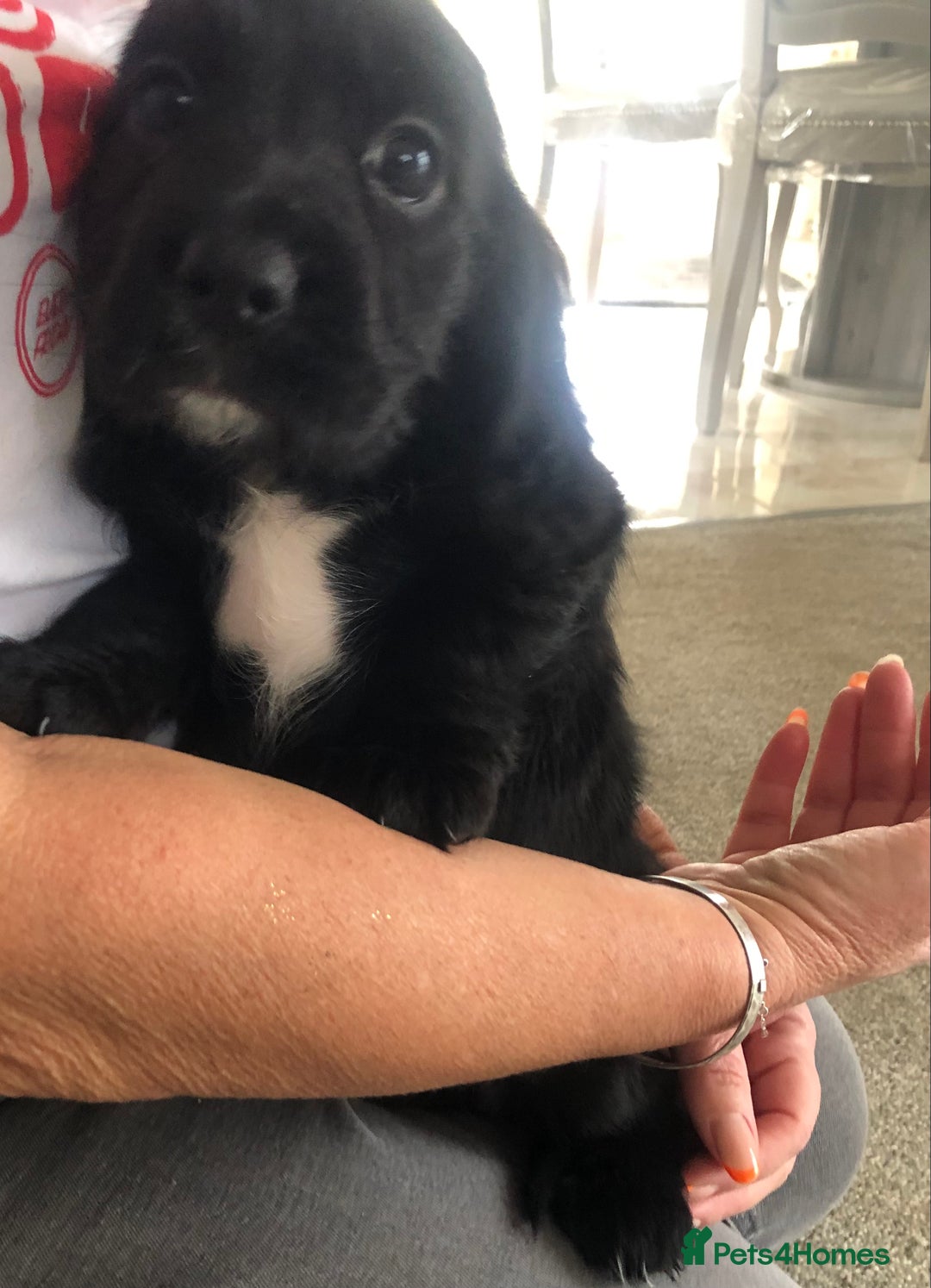 Cocker Spaniel dogs for sale: Cocker spaniels  - Image 6