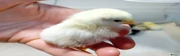 Chickens poultry for sale: ✨ Super Tame Serama Chicks Available ✨ - Advert 6