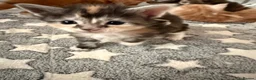 Maine Coon cats for sale: XL Red & White &  black smoke Maine Coon kittens  - Advert 4
