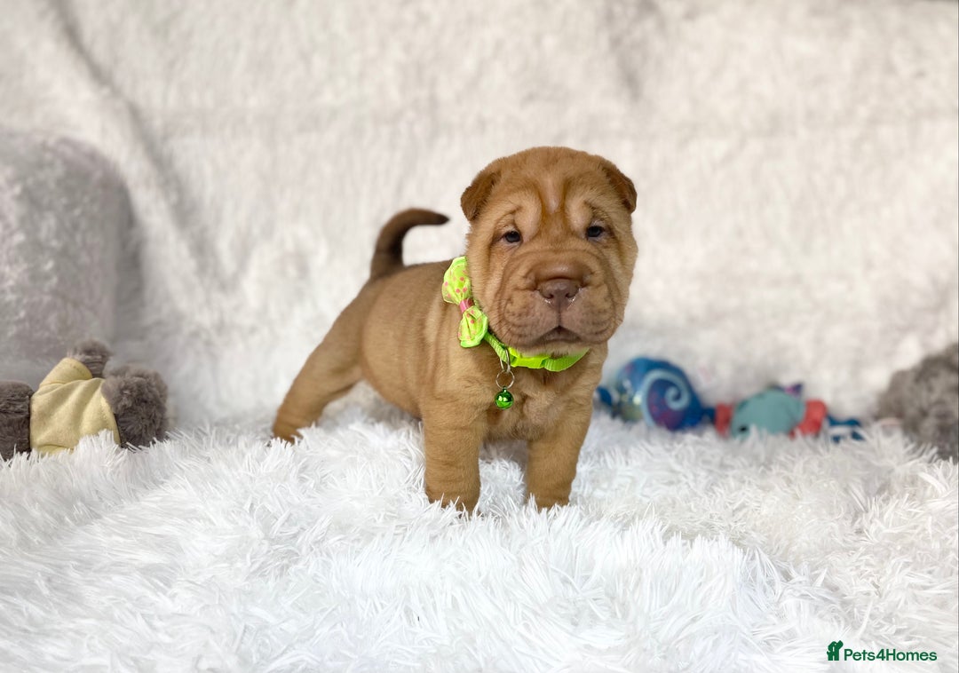Shar Pei dogs for sale: ⭐️Quality Shar pei puppies for sale⭐️ - Image 15