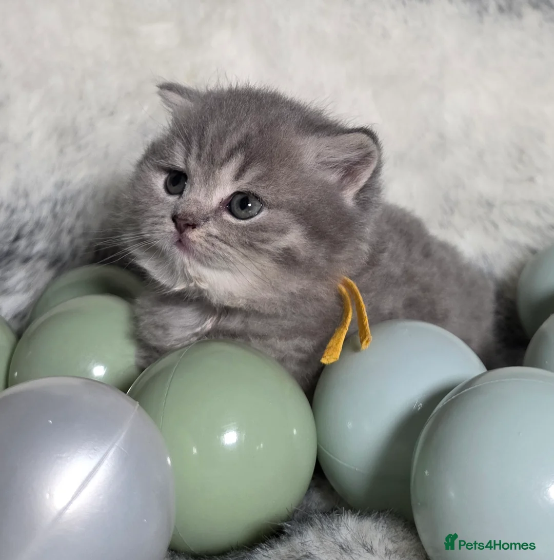 British Shorthair cats for sale: Golden Registered British shorthair kittens  - Advert 2