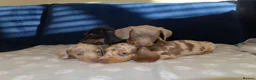 Miniature Dachshund dogs for sale: 4 boy’s beautiful miniature dachshund puppies  - Advert 24