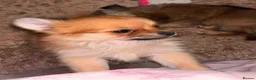 Pomchi dogs for sale: Beautiful Pomchi puppies  in Peterborough - Advert 6