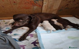 Labrador Retriever dogs for sale: Adorable Labrador Retriever Puppies  - Image 4