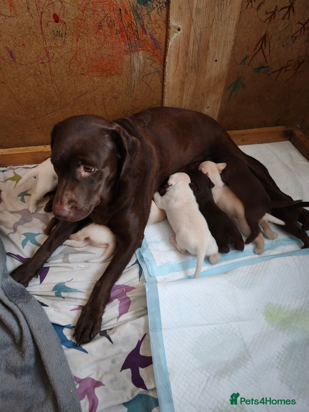 Labrador Retriever dogs for sale: Adorable Labrador Retriever Puppies  - Image 4