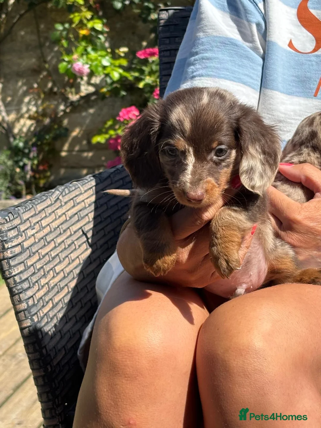 Miniature Dachshund dogs for sale: Miniature Dachshund puppies in Burford - Advert 2