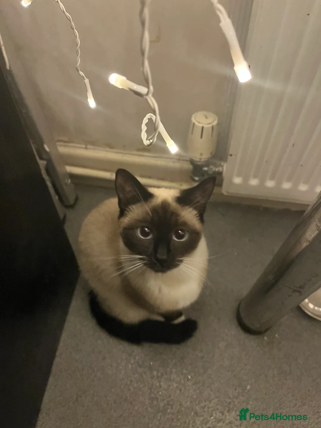 Siamese cats for sale: Siamese Pedigree Feline 1years old - Advert 4