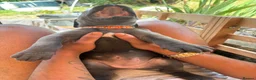 Mixed Breed dogs for sale: XLCane CorsoxBoerboel Pups Ready for Loving Homes - Advert 8