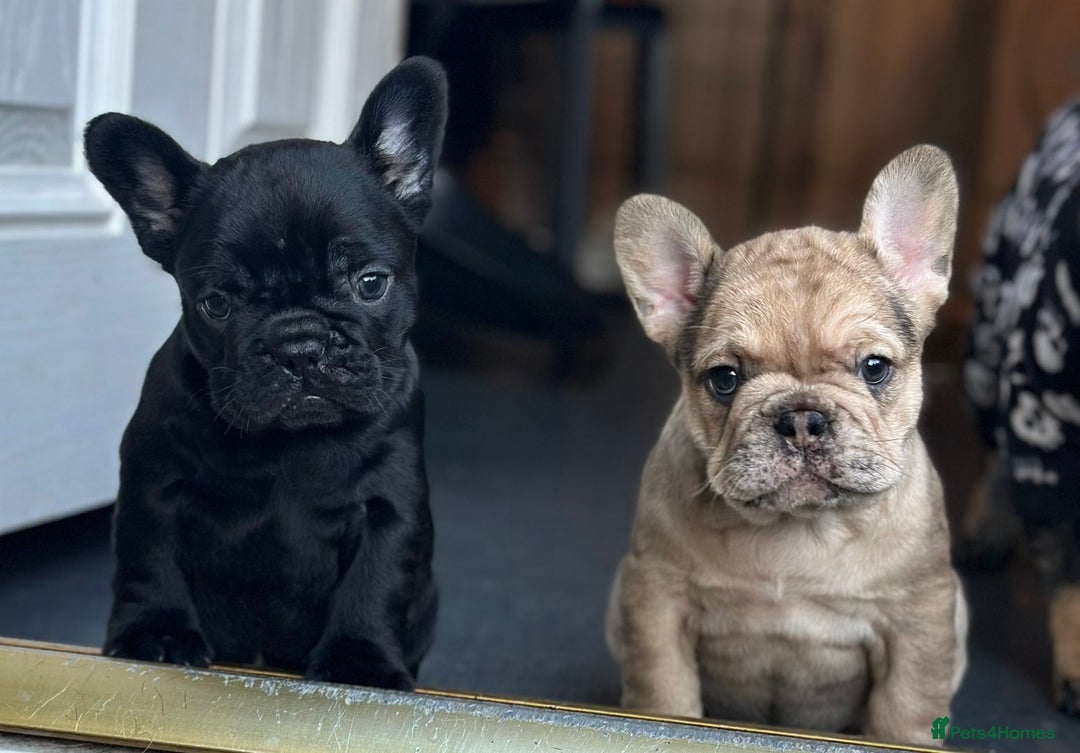 French Bulldog dogs for sale: 3 beautiful French bulldog puppies  - Image 9