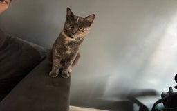 Mixed Breed cats for sale: CAT FOR FREE - Image 1