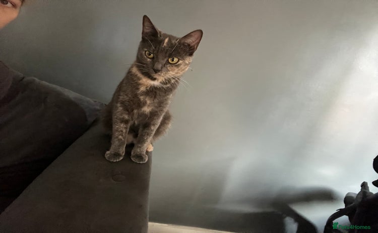 Mixed Breed cats - Advert 13