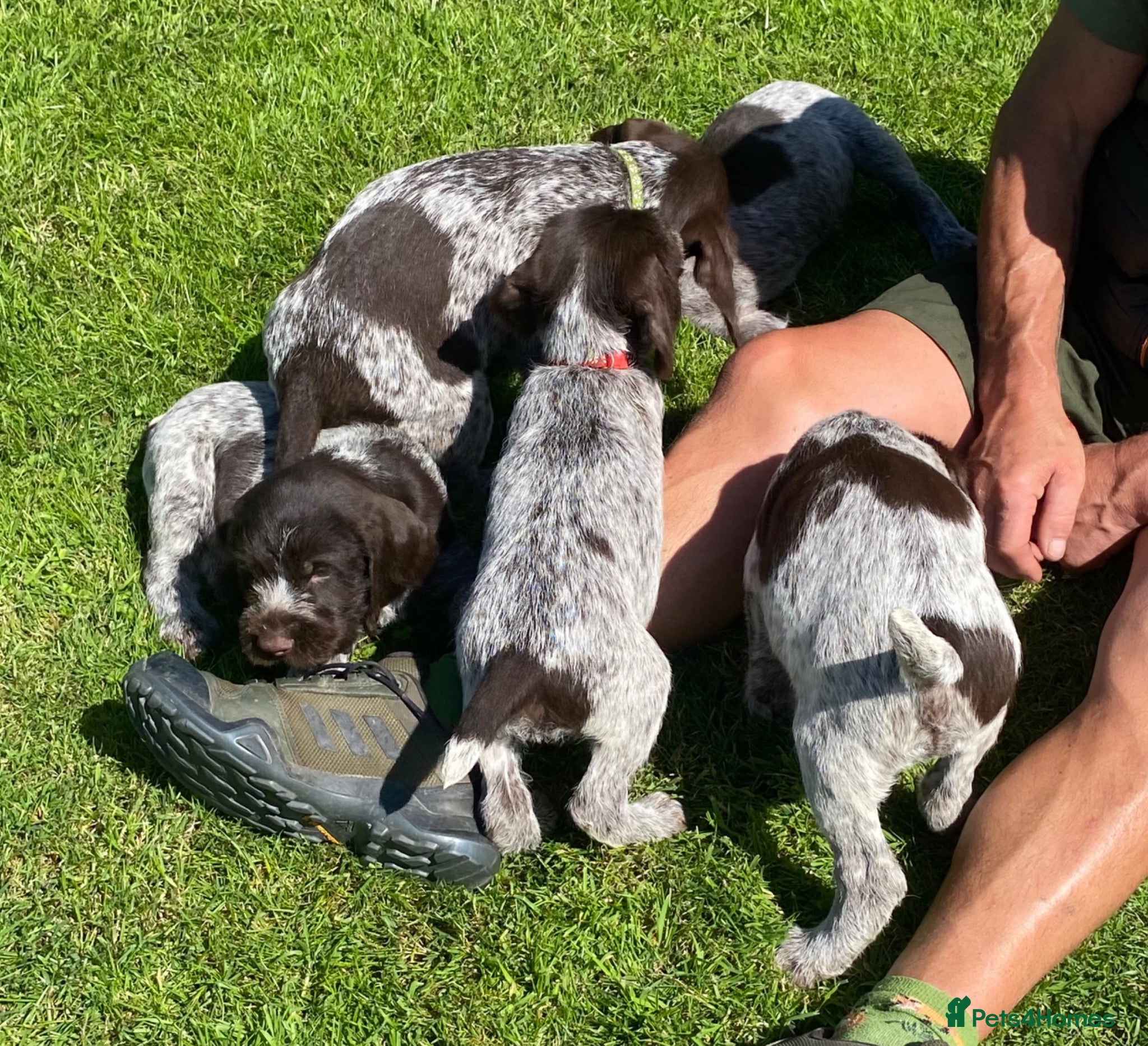 German Wirehaired Pointer dogs KC Registered German Wirehaired Pointer Puppies - Advert 1