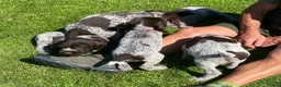 German Wirehaired Pointer dogs for sale: KC Registered German Wirehaired Pointer Puppies - Advert 1