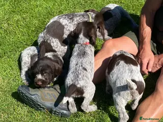 German Wirehaired Pointer dogs for sale: KC Registered German Wirehaired Pointer Puppies - Advert 1