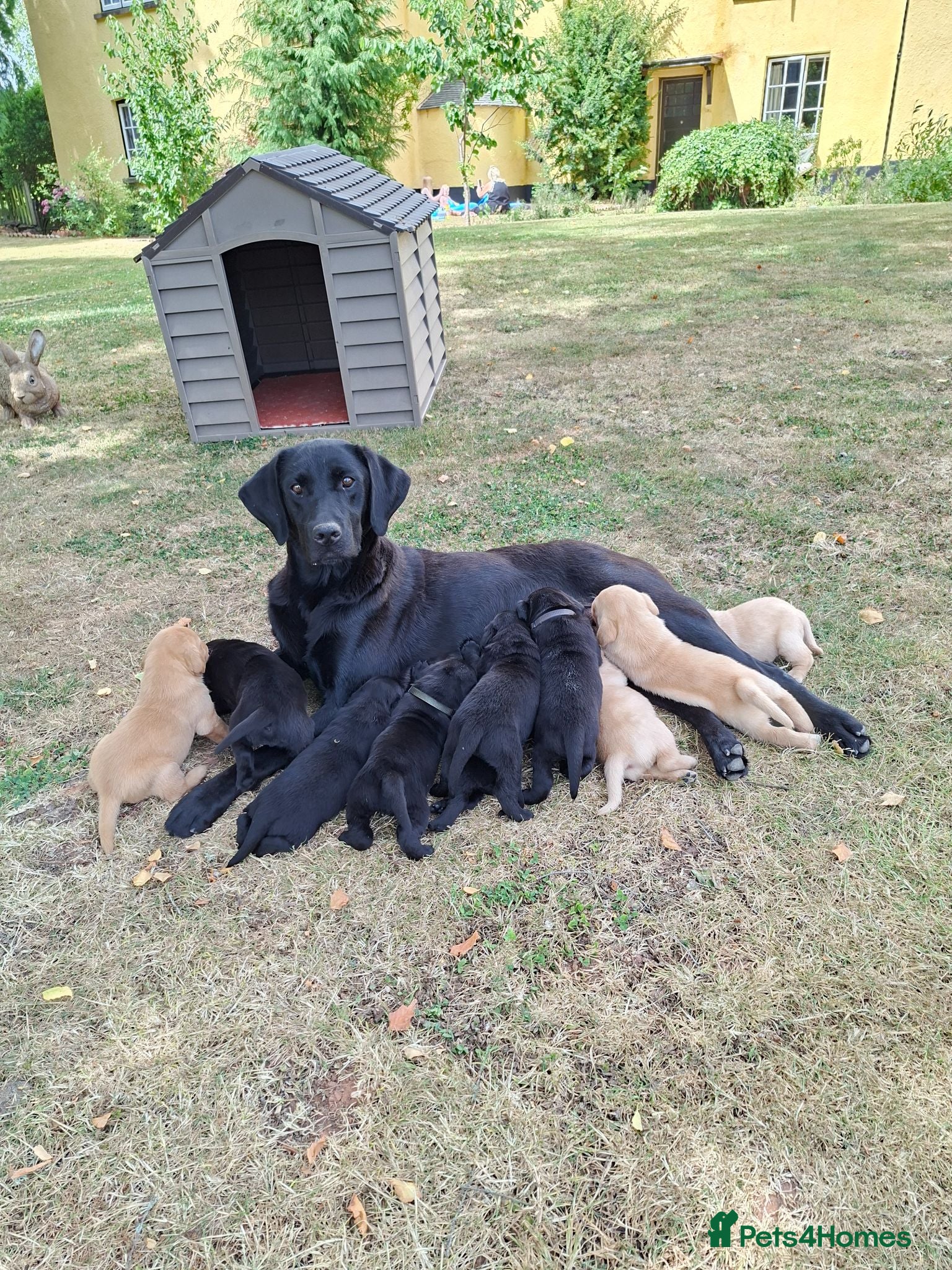 Labrador Retriever dogs Gorgeous KC registered puppies.  - Advert 13