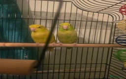 Parakeets birds for sale: Celestial parakeets  - Image 1