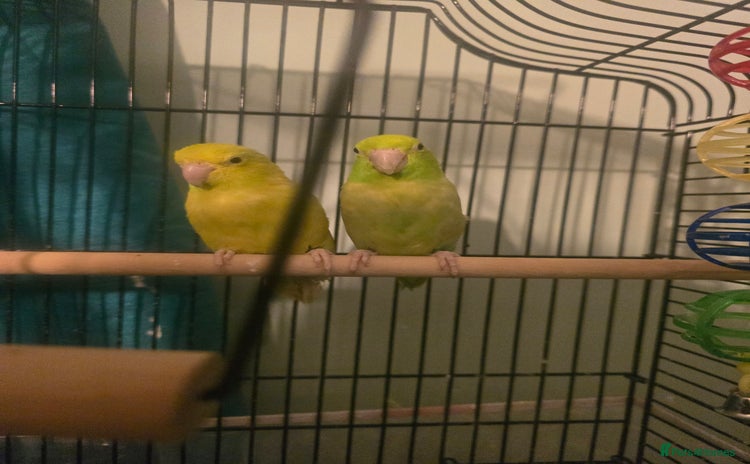 Parakeets birds - Advert 1