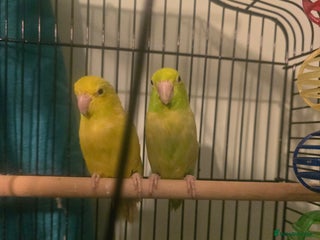 Parakeets birds - Advert 1