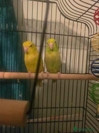 Parakeets birds - Advert 1