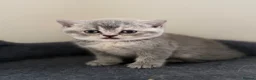 British Shorthair cats for sale: British Shorthair  - Advert 14