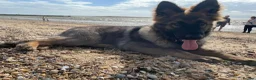German Shepherd dogs for sale: German shepherd  in London - Advert 6